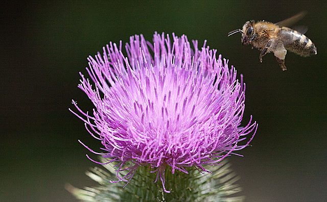 20130715 2543RMw [D~LIP] Honigbiene, Kratzdistel, Bad Salzuflen