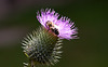 20130715 2549RMw [D~LIP] Honigbiene, Kratzdistel, Bad Salzuflen