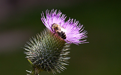 20130715 2549RMw [D~LIP] Honigbiene, Kratzdistel, Bad Salzuflen