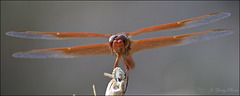 orange dragonfly