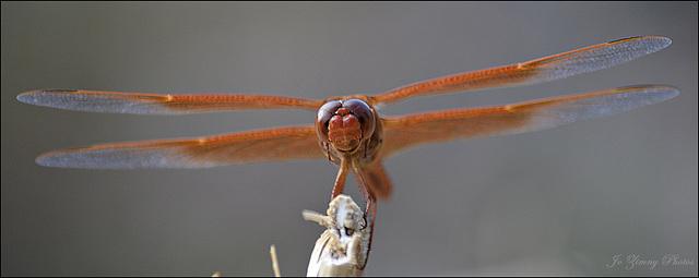 orange dragonfly