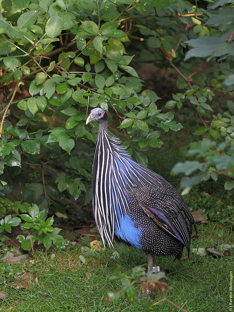 Geierperlhuhn (Wilhelma)