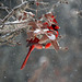 Cardinal and Iced Oak Leaf !