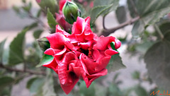 DSCF2564 DSCF2564