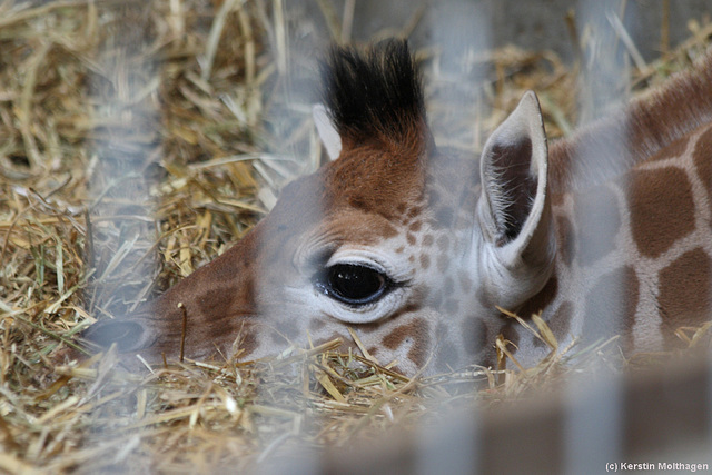 Giraffenbaby! :-) (Wilhelma)