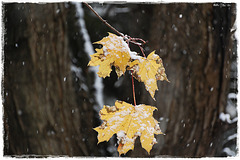 Falling leaves and Early snow