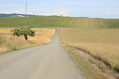 IMG_8793