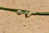 Speckled Wood (Pararge aegeria) caterpillar, first instar and freshly hatched