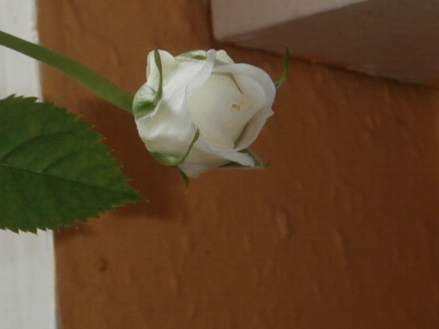 One of the buds on the white rose