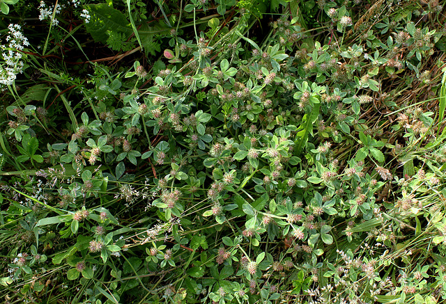 Trifolium striatum (2)