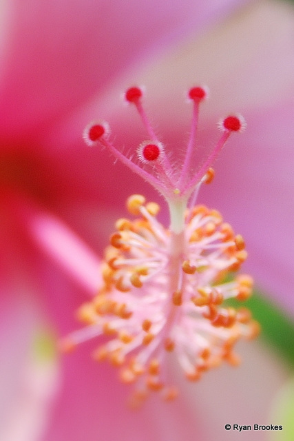 20080410-0330 Hibiscus rosa-sinensis L.