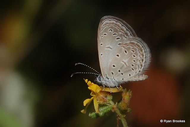 20071215-0450 Tiny Grass Blue