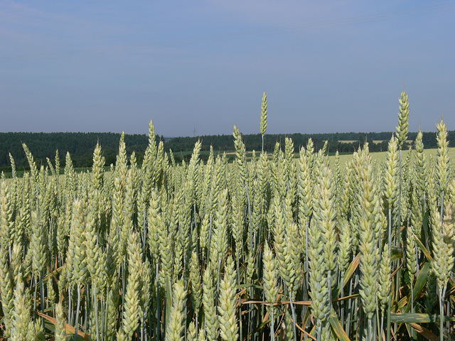 Impressionen - Münchshofener Berg