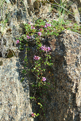 Thymus serpillum- Serpolet