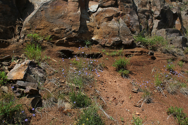 Rochers et talus fleuris