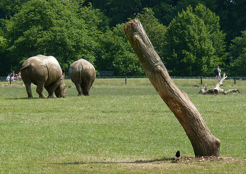 African White Rhinoceros (2) - 6 July 2013