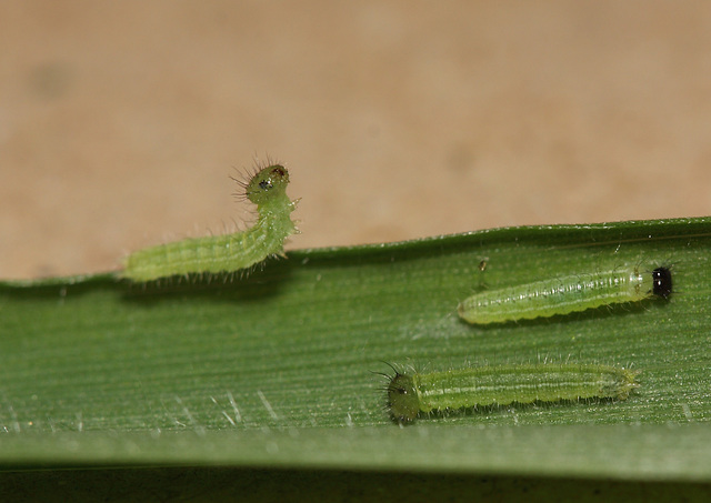 Speckled Wood (Pararge aegeria) caterpillars