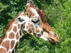Giraffe - 6 July 2013