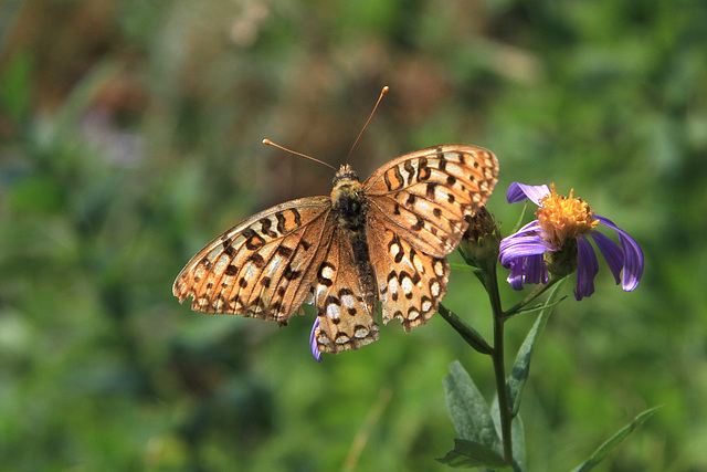 Mountain Fritillary