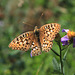 Mountain Fritillary