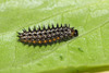 Dark Green Fritillary (Argynnis aglaja) caterpillar