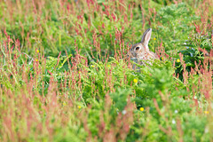 Rabbit in the rough!