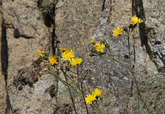 Hieracium murorum (4)