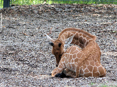 Giraffenbaby Leonie (Wilhelma)