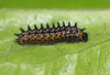 Dark Green Fritillary (Argynnis aglaja) caterpillar
