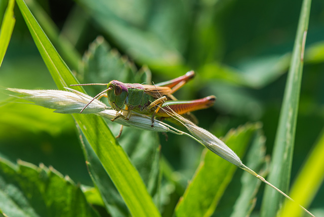 Noch ein Grashüpfer - 20130714