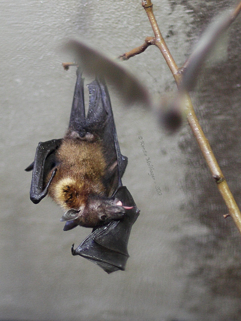 Große Morgentoilette - Flugfuchs (Wilhelma)