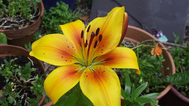 DSCF3159