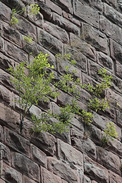 Pflanzen an der Turmmauer