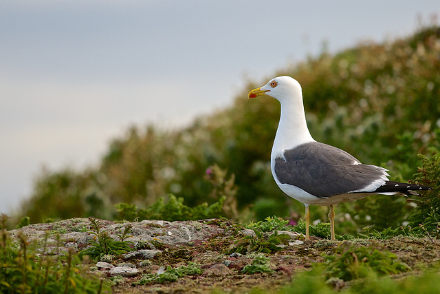 Lesser Black Backed Gull