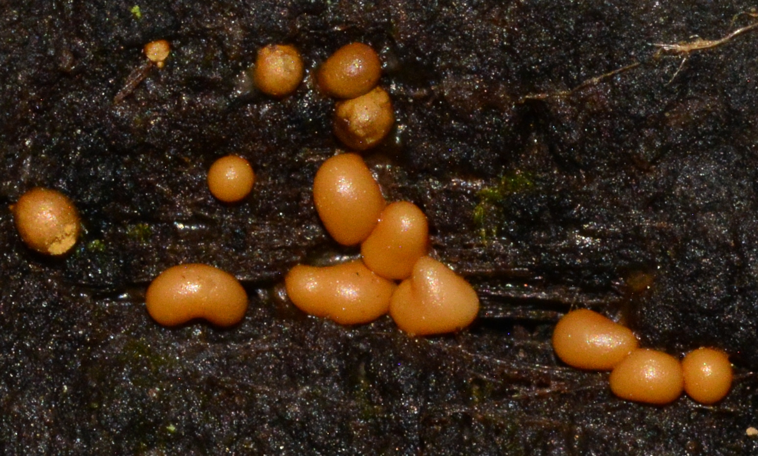 Slime Mould