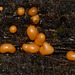 Slime Mould