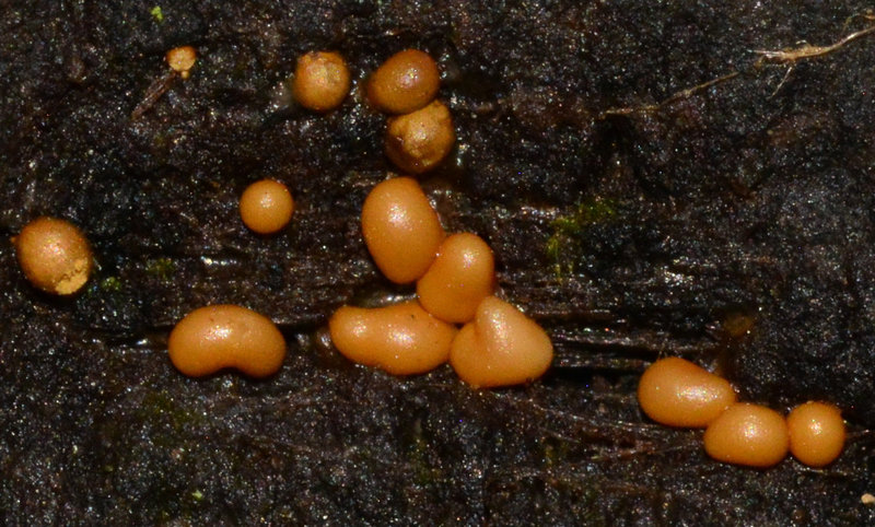 Slime Mould
