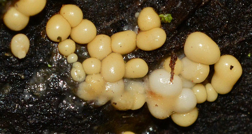 Slime Mould