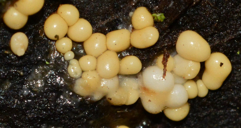 Slime Mould