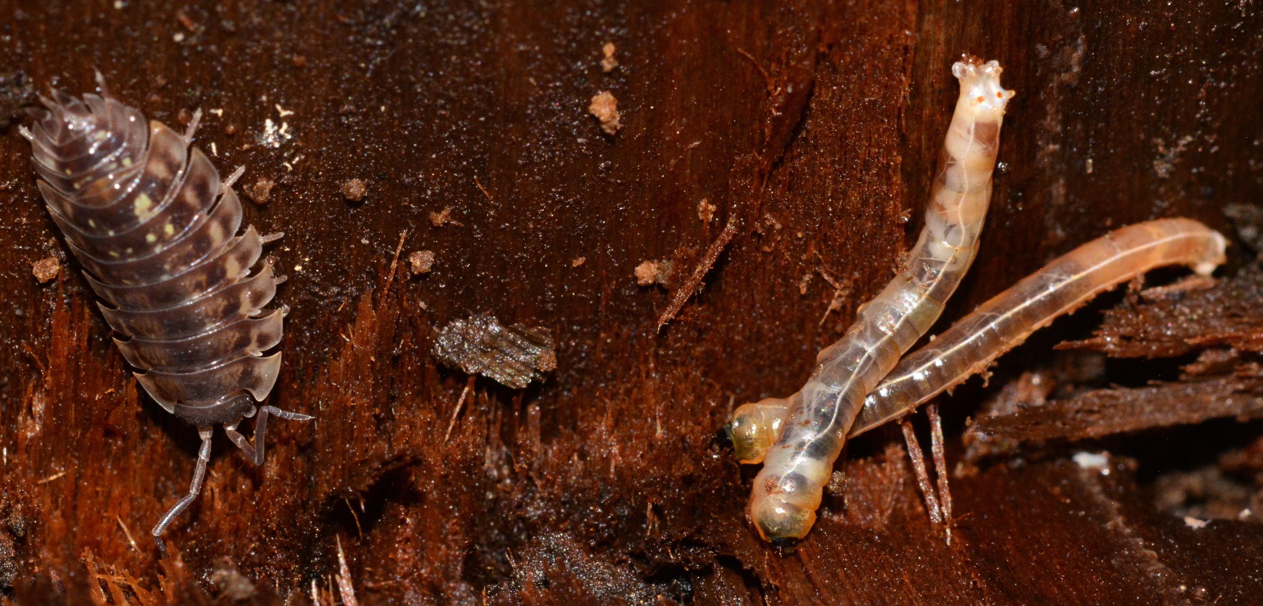 Deep'n'Dark Beasties! Woodlice and Larvae?