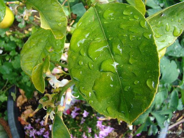 Raindrops on leaf