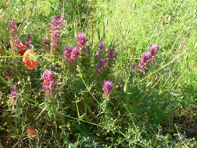 Wildblumen auf dem Münchshofener Berg