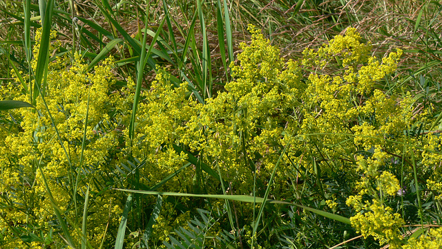 Wildblumen auf dem Münchshofener Berg