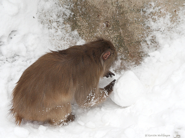 Schneeaffe (Wilhelma)