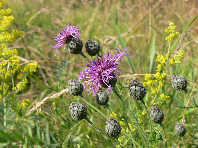 Wildblumen auf dem Münchshofener Berg