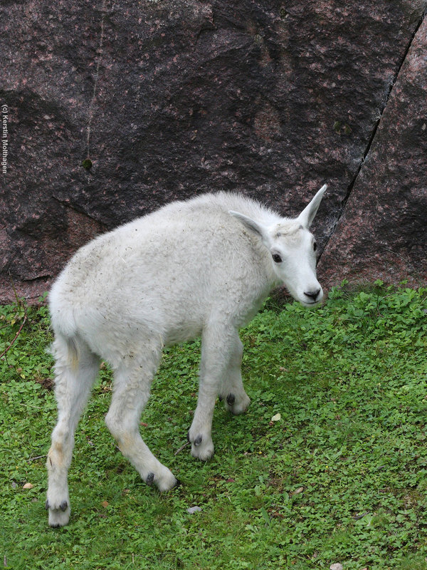 Schneeziegenbaby (Wilhelma)