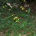 Hieracium groupe murorum