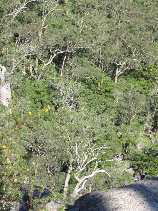 CrowsNestFalls201109 023