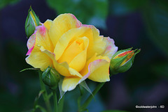 Courtyard Roses on a hot summer afternoon