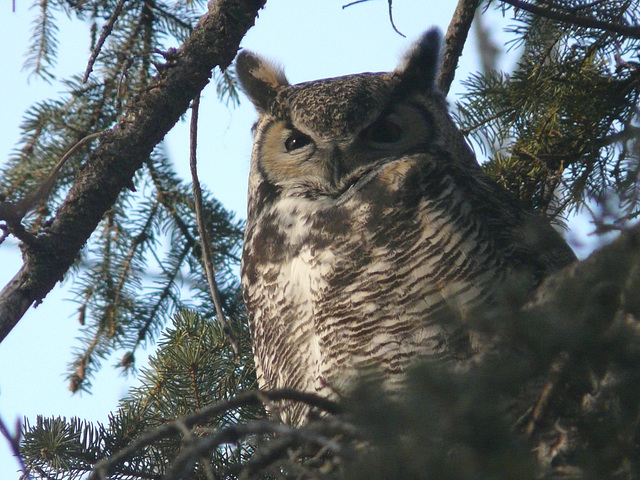 Great Horned Owl